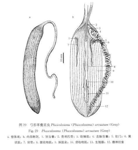 弓形革囊星蟲